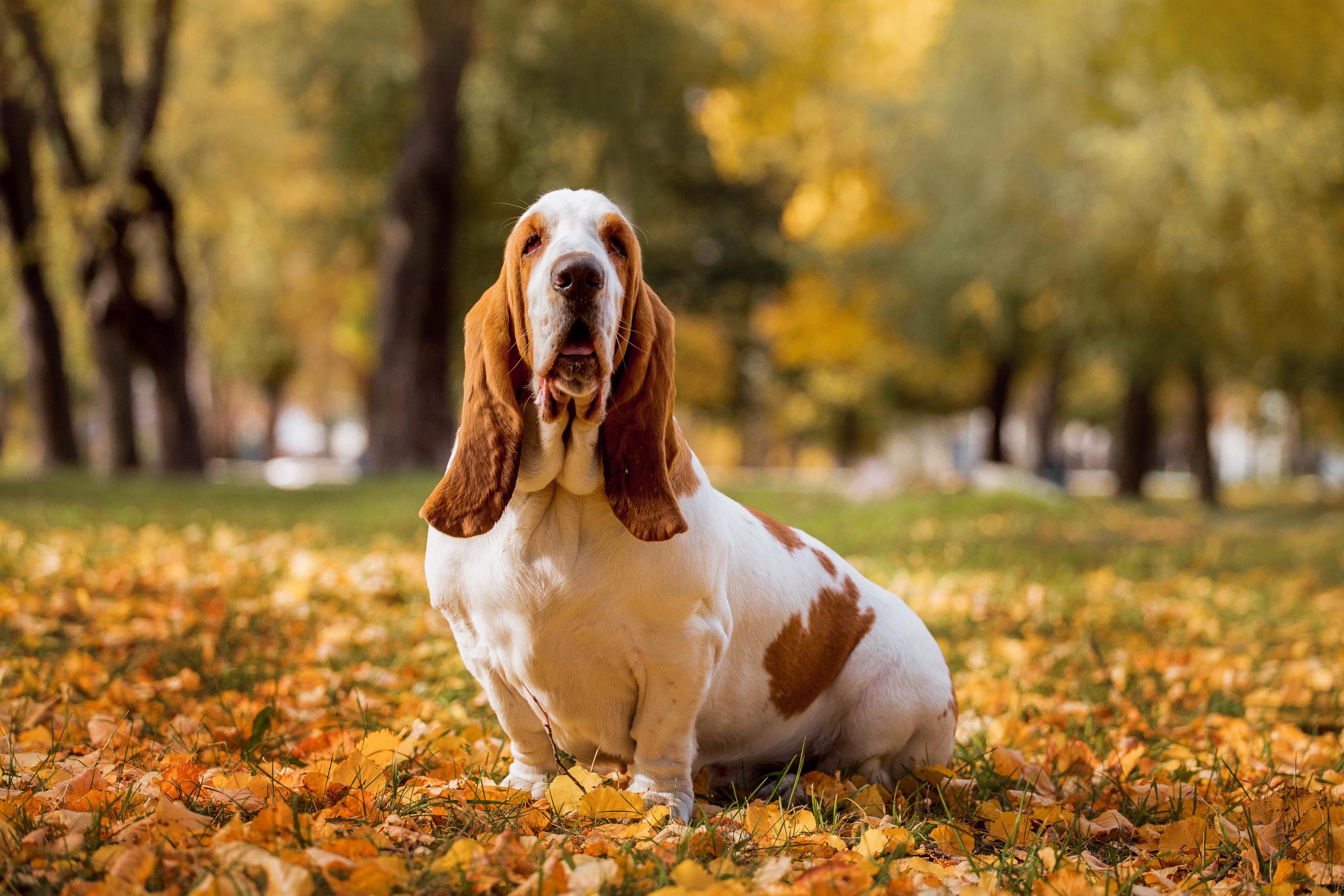 basset hound solo scaled 1.jpg