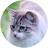 birman icon.webp