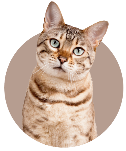 cat insurance australia