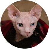 cat sphynx