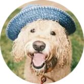 close shot groodle dog.png