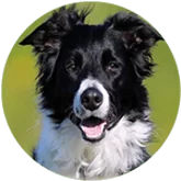 collie icon.png