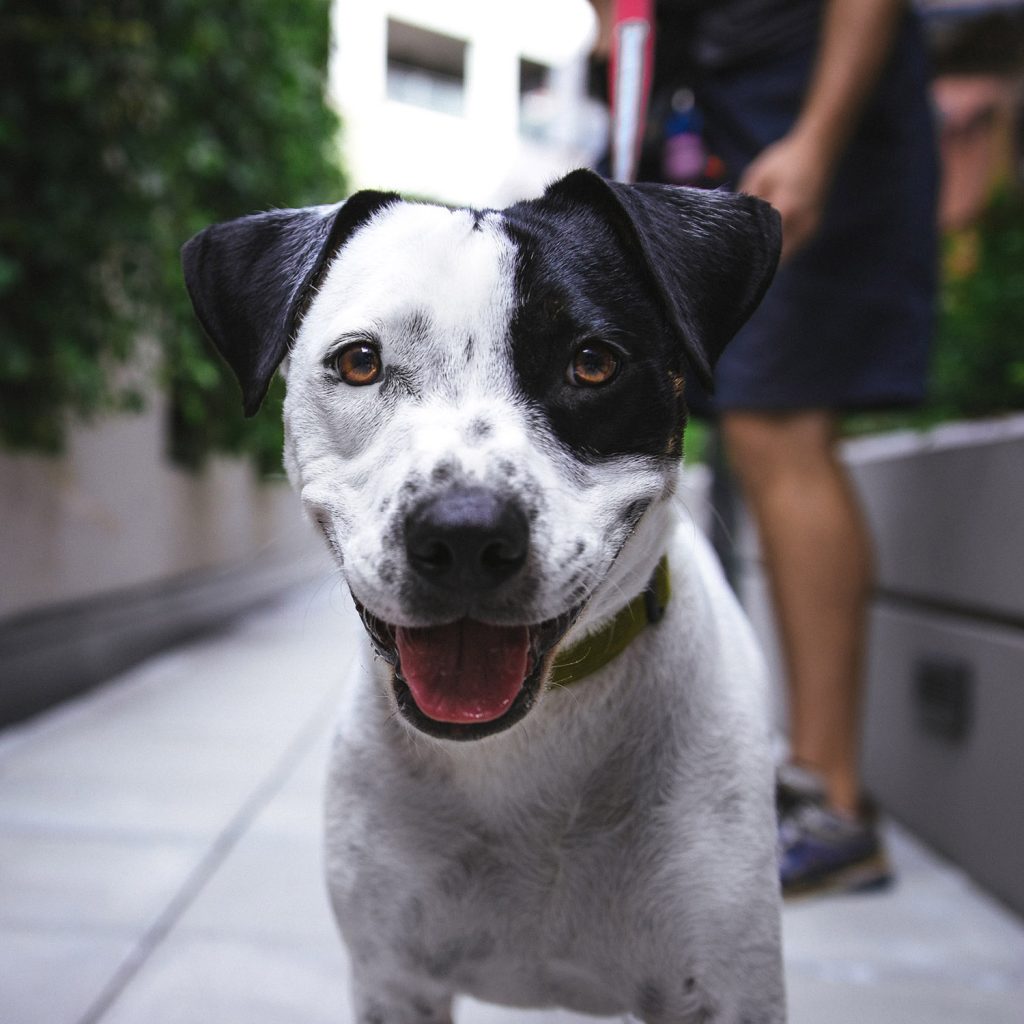 dog insurance 1.jpg