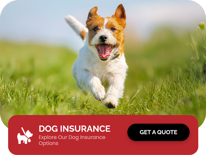 dog insurance