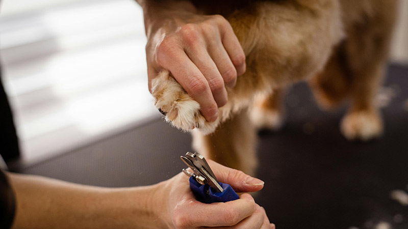 dog nail clipping