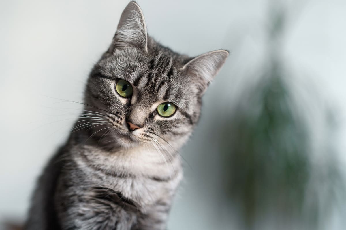 domestic shorthair cat.jpg