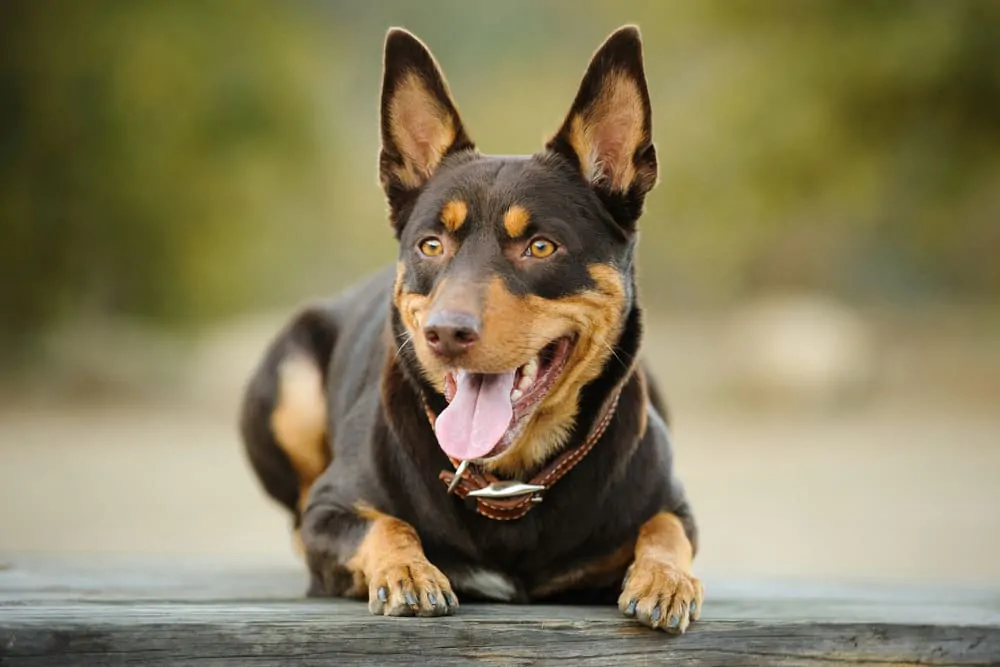 kelpie pet insurance australia.jpg