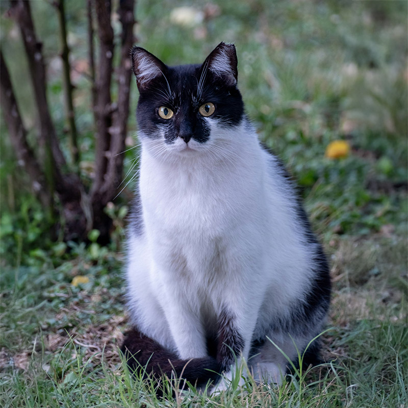 pet wellness cats.jpg