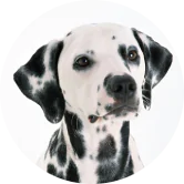 portrait of dalmatian dog.png