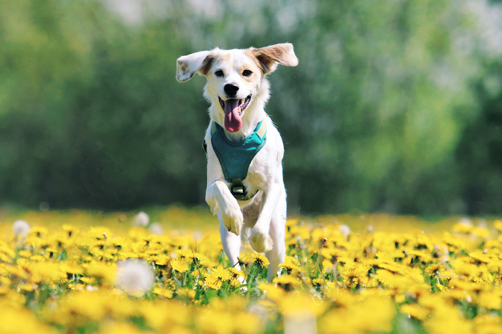 best pet insurance australia