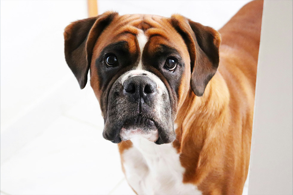 boxer lymphoma