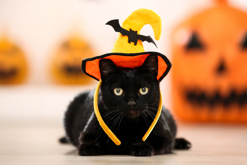 halloween pets safety