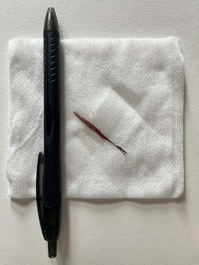 grass seed grass seed