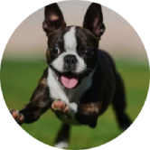 boston terrier running (1)