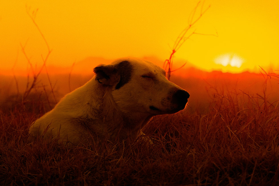 bushfire risk dogs