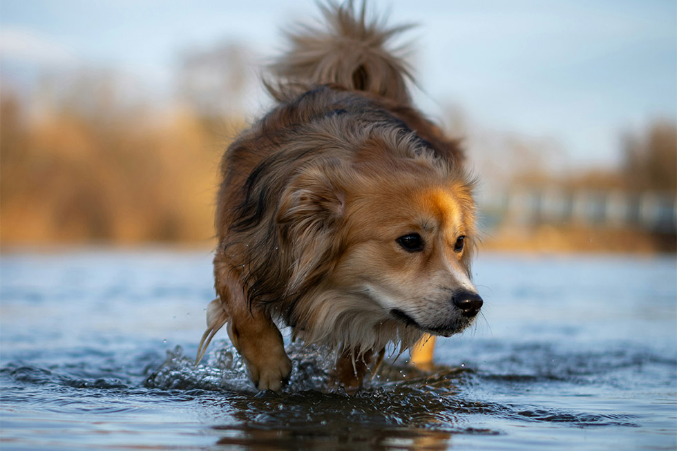 nsw floods pets