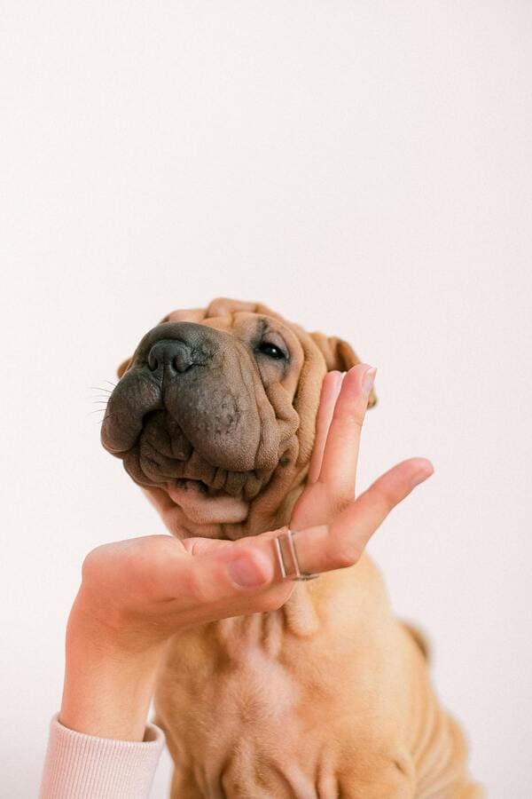 shar pei dog1