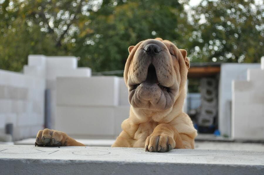 shar pei looking