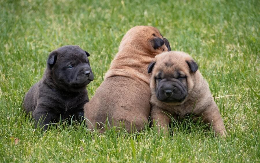 shar pei puppies