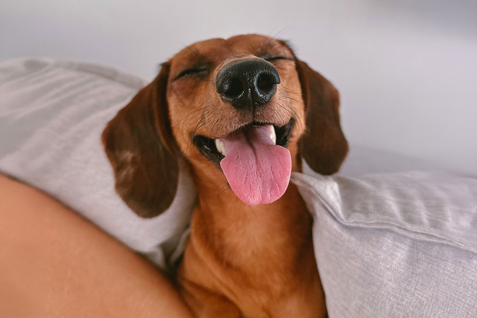 budget pet insurance