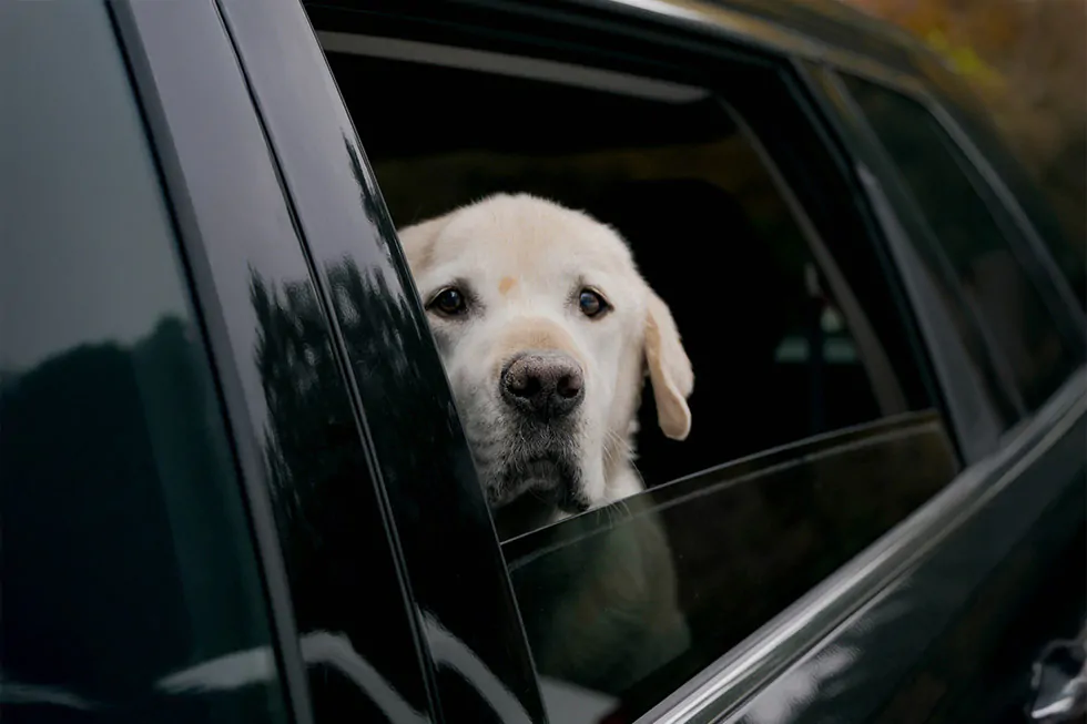 parked cars dogs