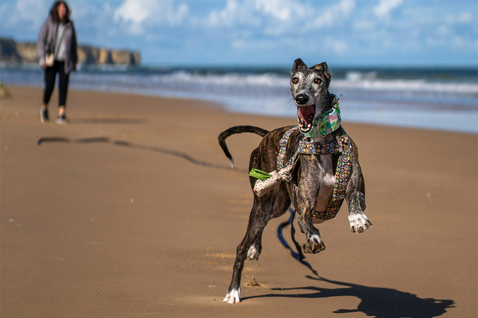 most accident prone dogs