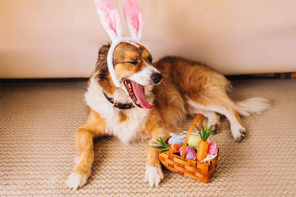 easter pet dangers