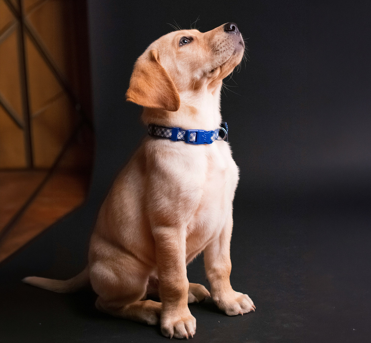 Puppies may poop more often than older dogs.