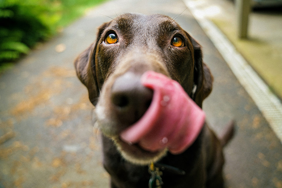 Gut health in dogs