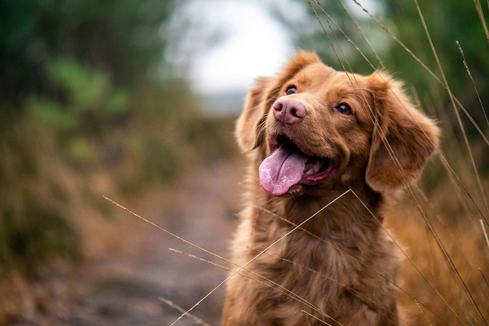 Gut health in dogs2