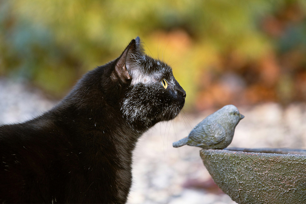 bird flu protect pets