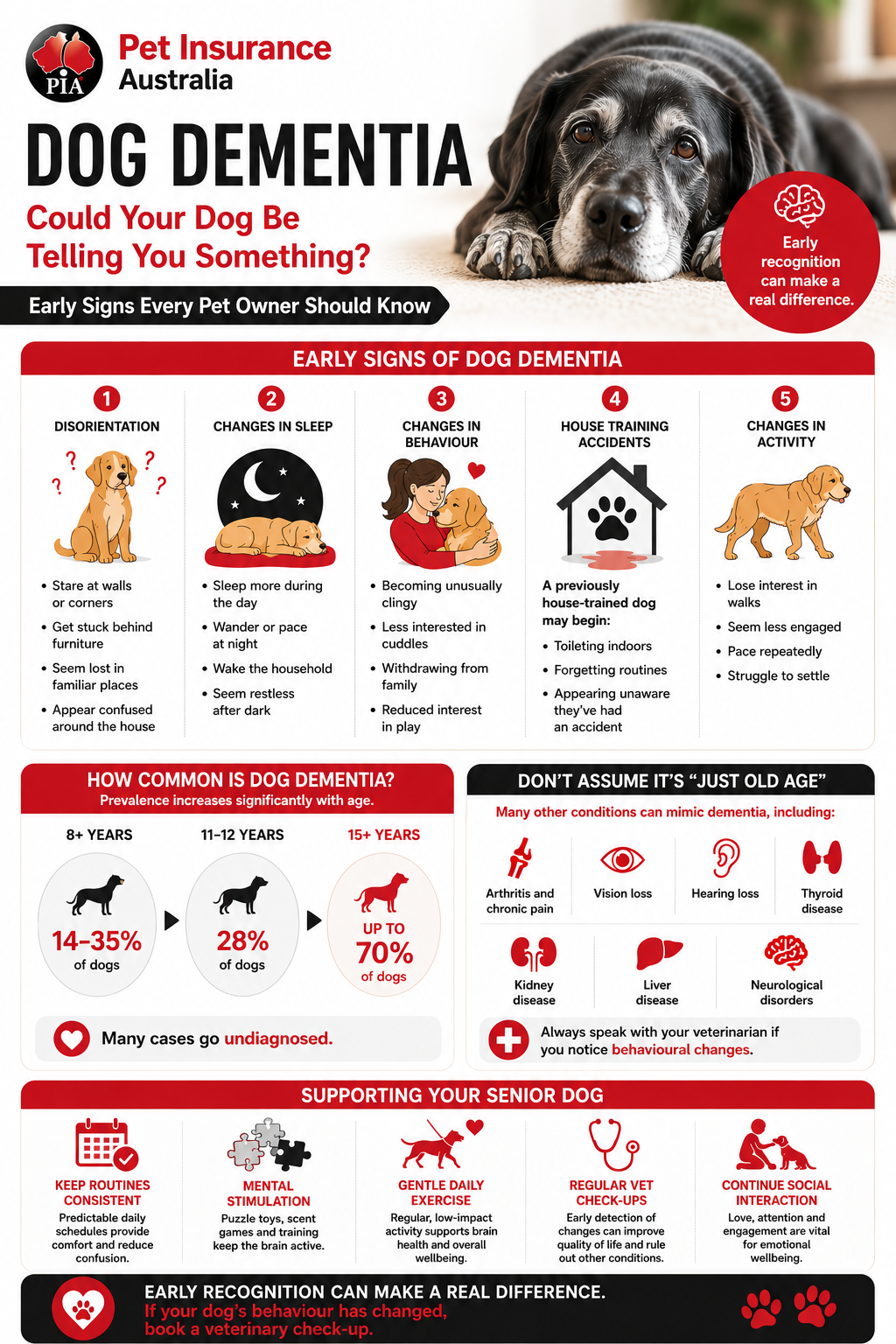 dog dementia infogram