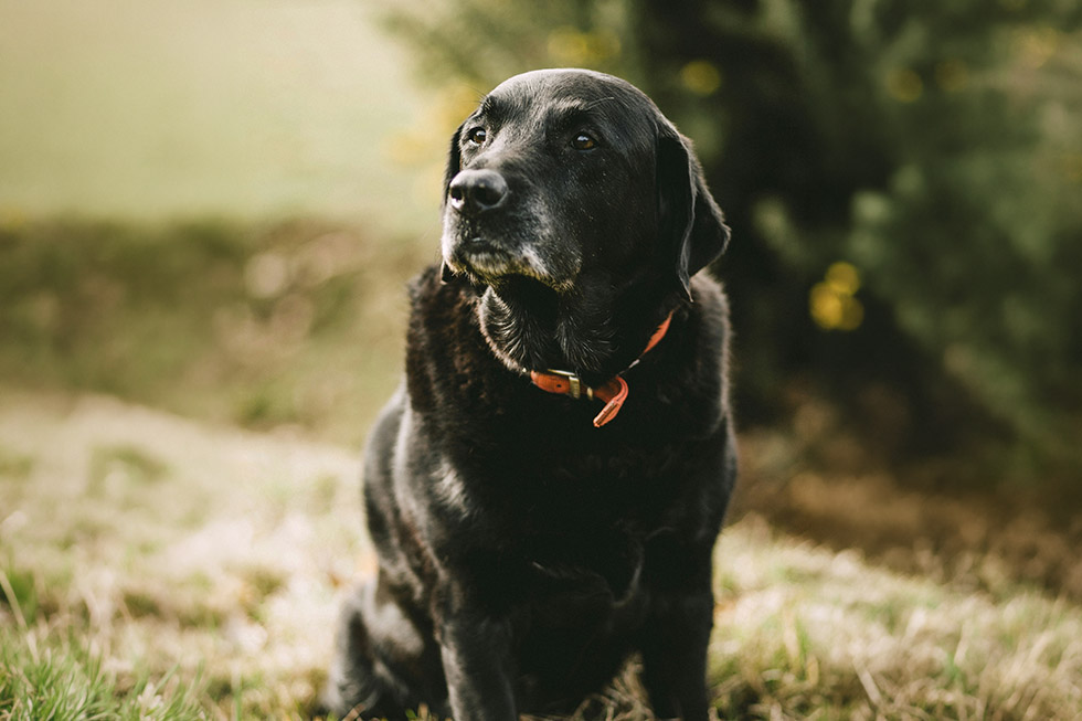 dog dementia warning signs