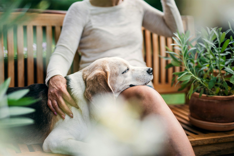 dog dementia