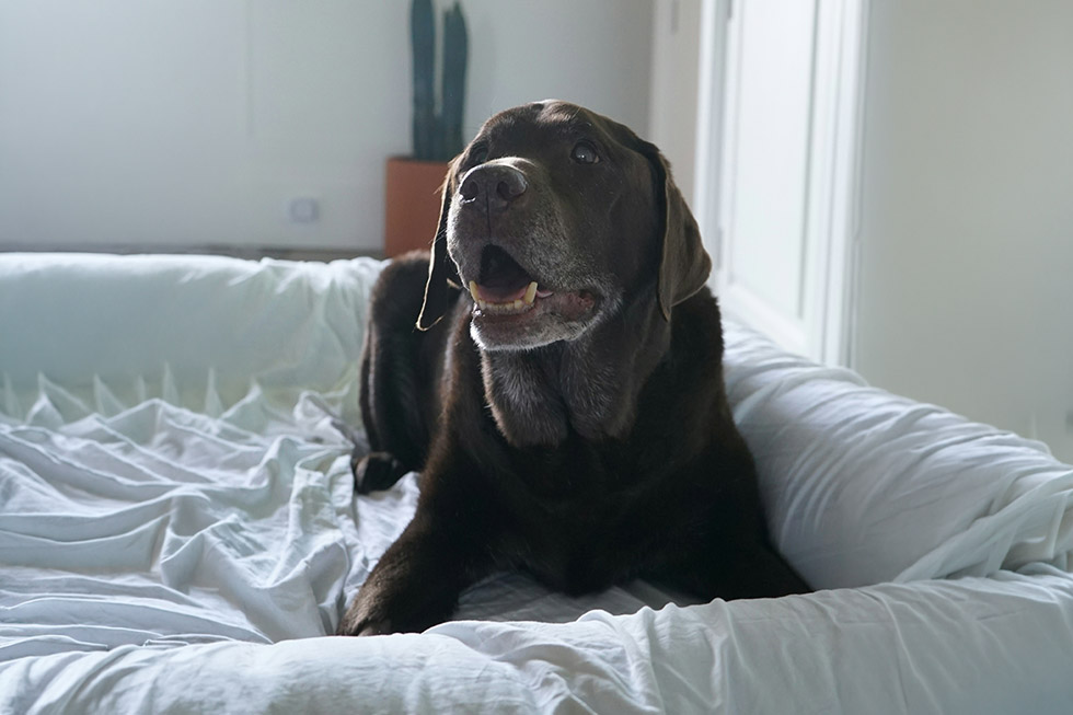 dog dementia