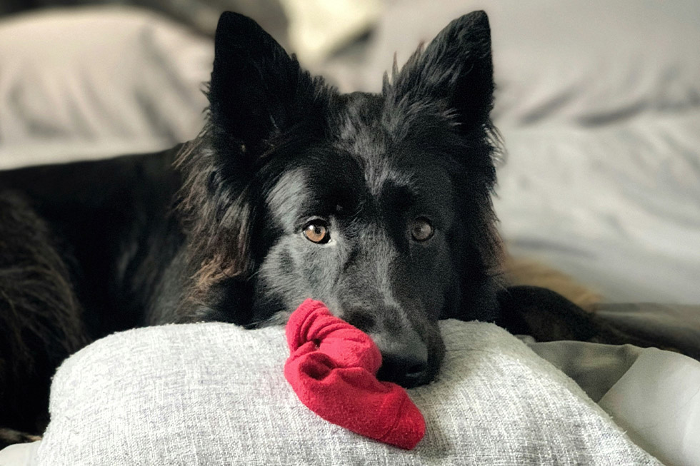dog eating sock