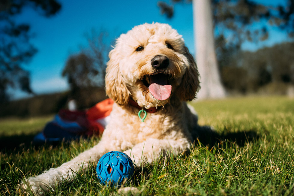 dogs with human names