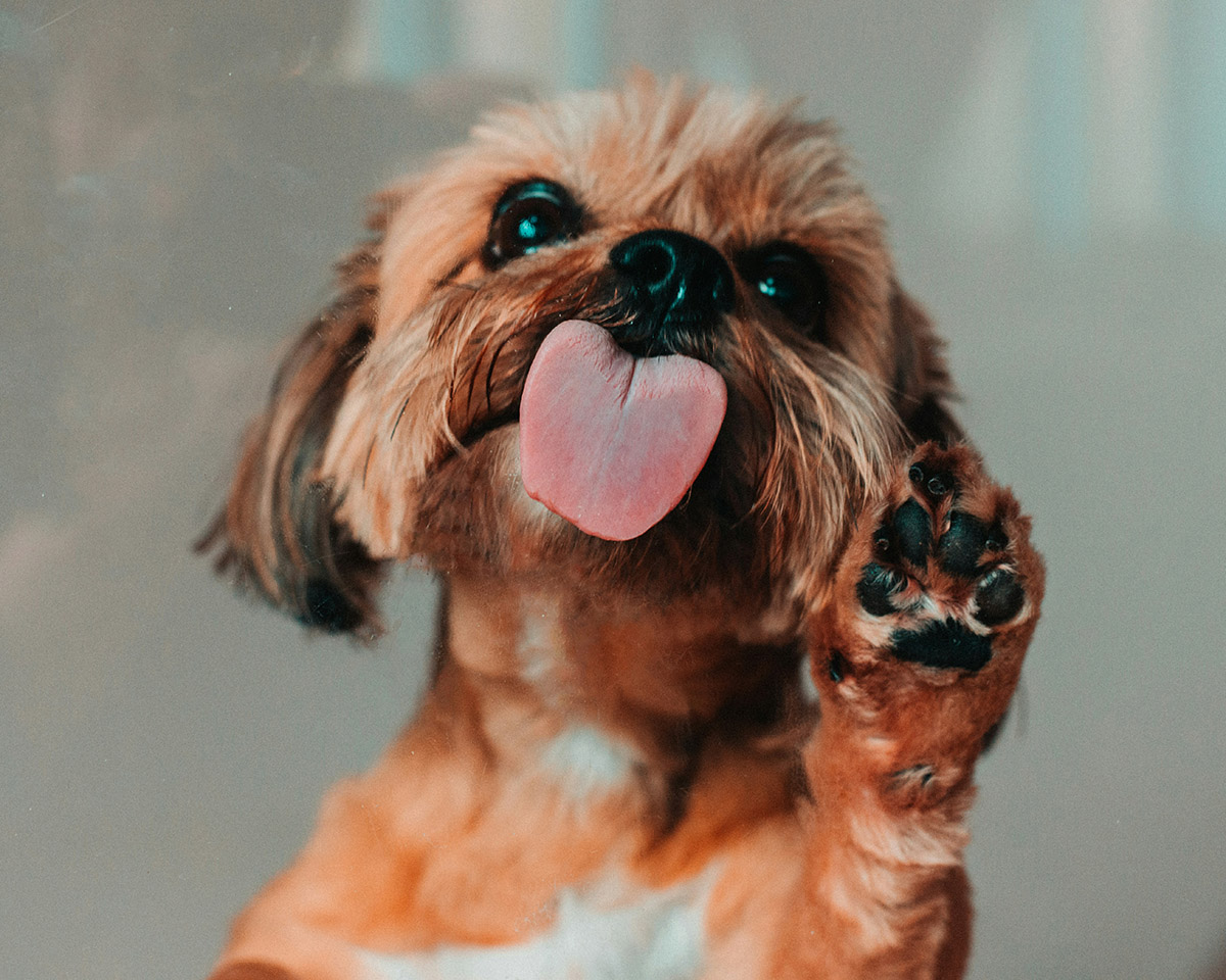 Dog Licking