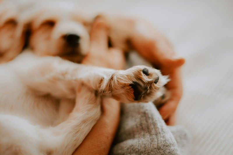 Dog Licking Dog Licking