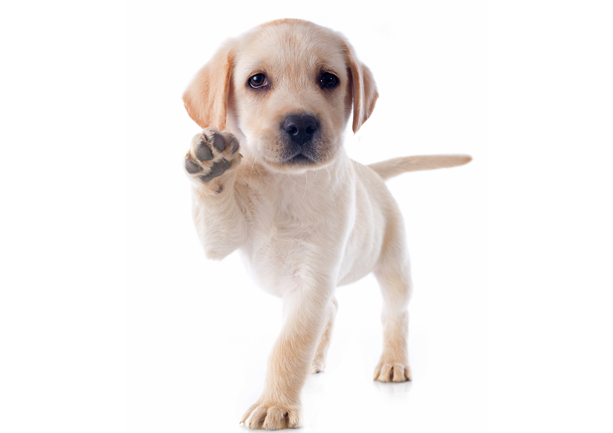 Pet Insurance Australia wins Canstar Most Satisfied Customer Award