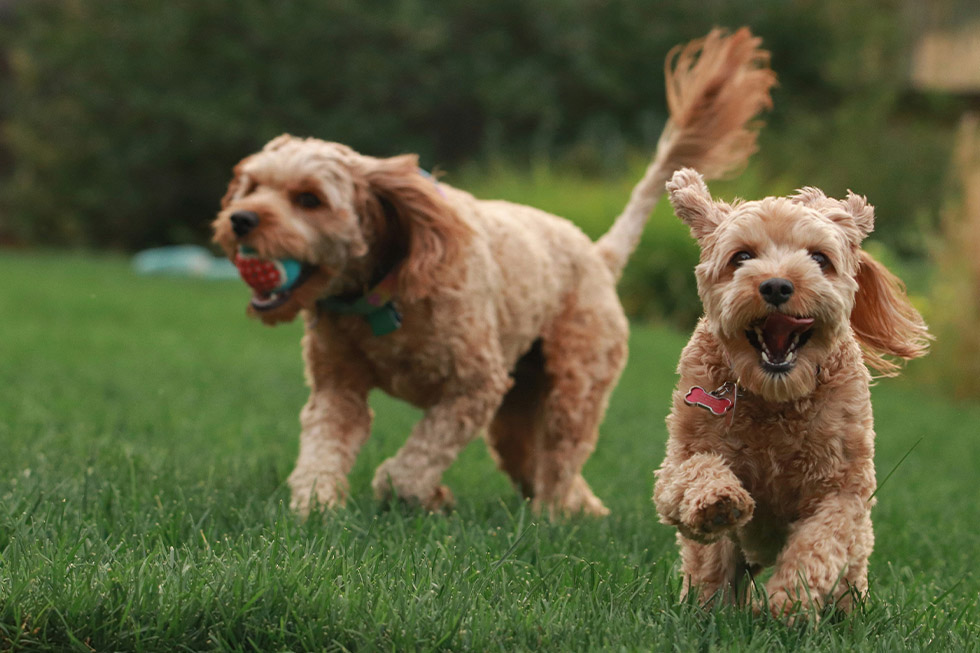 cavoodle vet costs