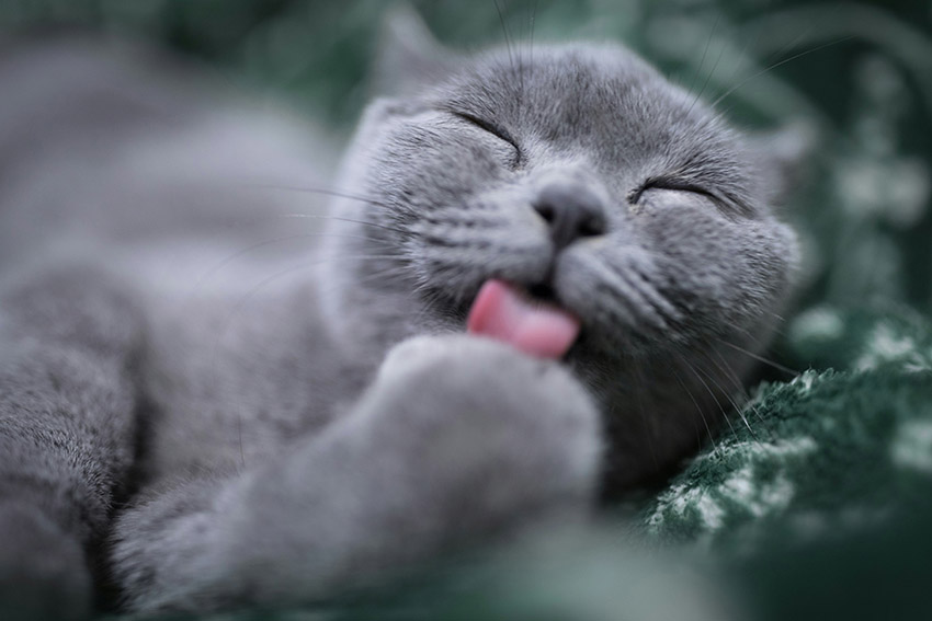 Cat allergies Cat allergies