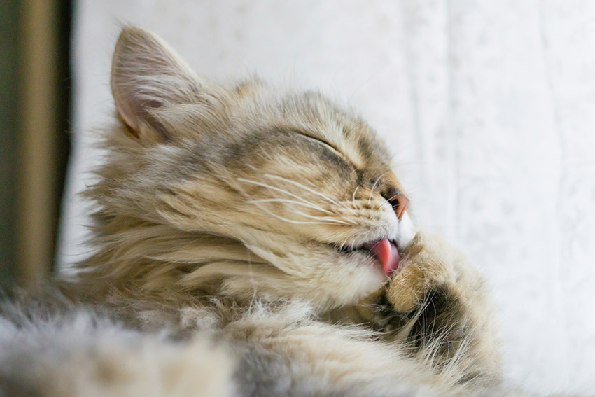 Cat allergies Cat allergies