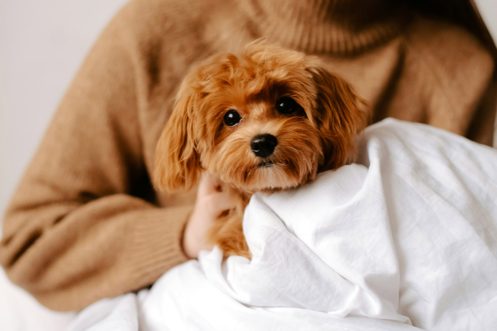 cavoodle australia fav dog