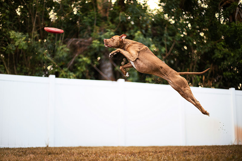 dog jumping dog jumping