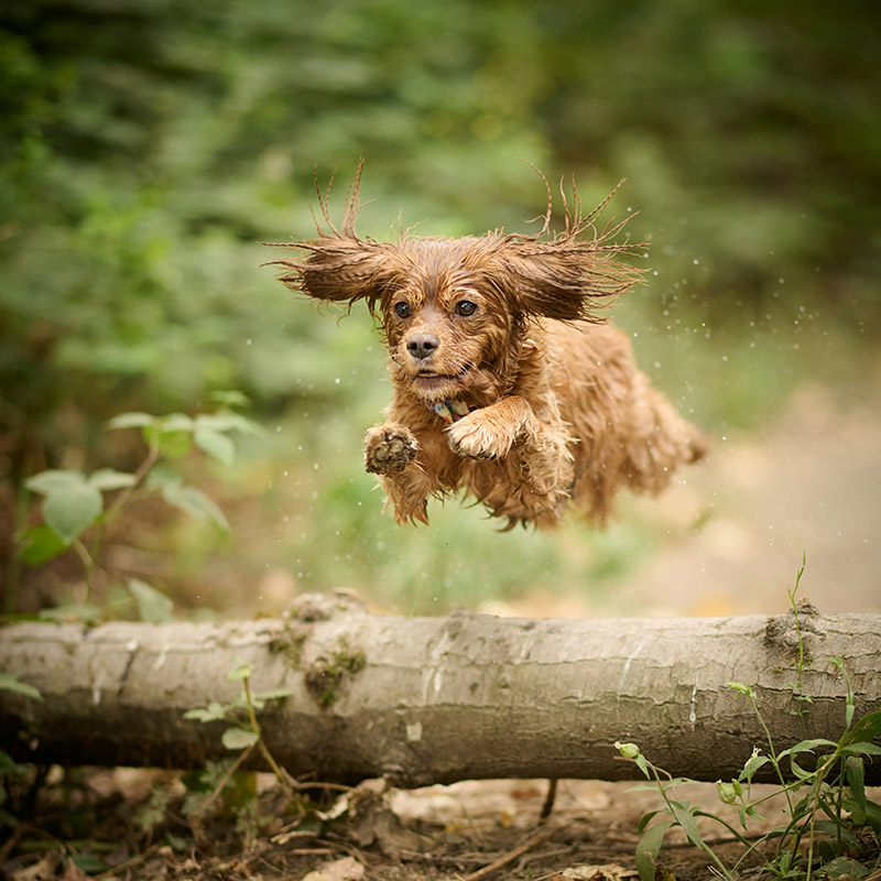 dog jumping2 dog jumping2
