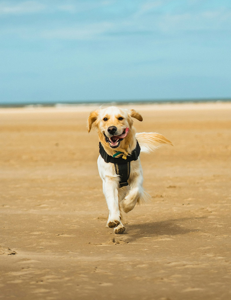 dog running2 dog running2