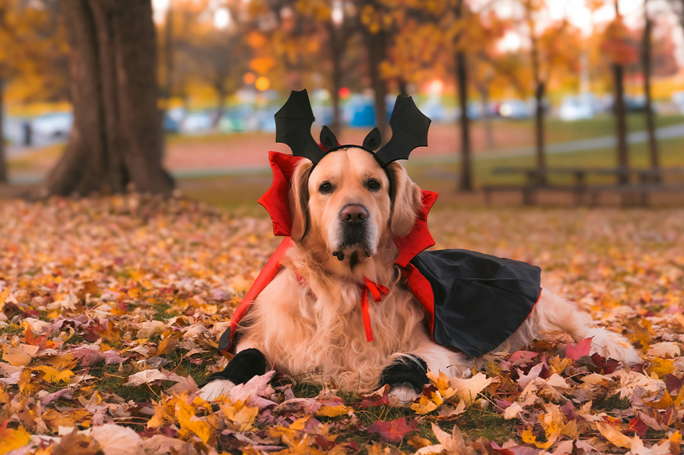 halloween chocolate dogs