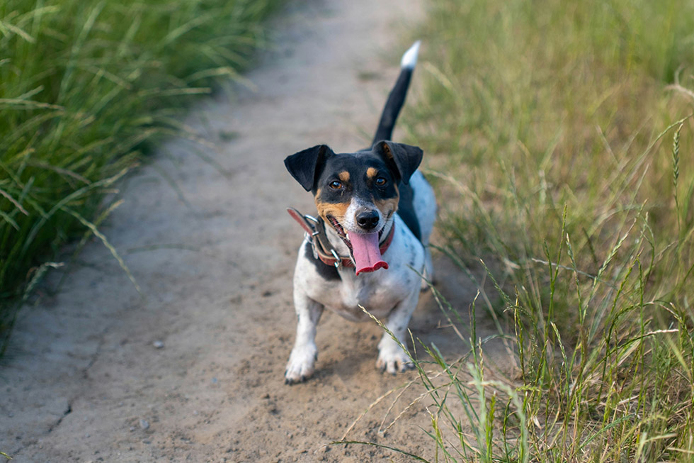 spring walking dogs checks