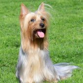 Australian Silky Terrier low shedding dog